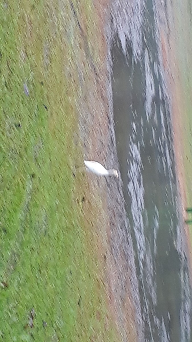 Western Cattle Egret - ML232917211