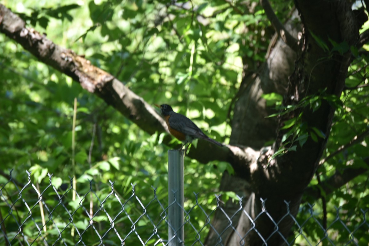 American Robin - ML232918381