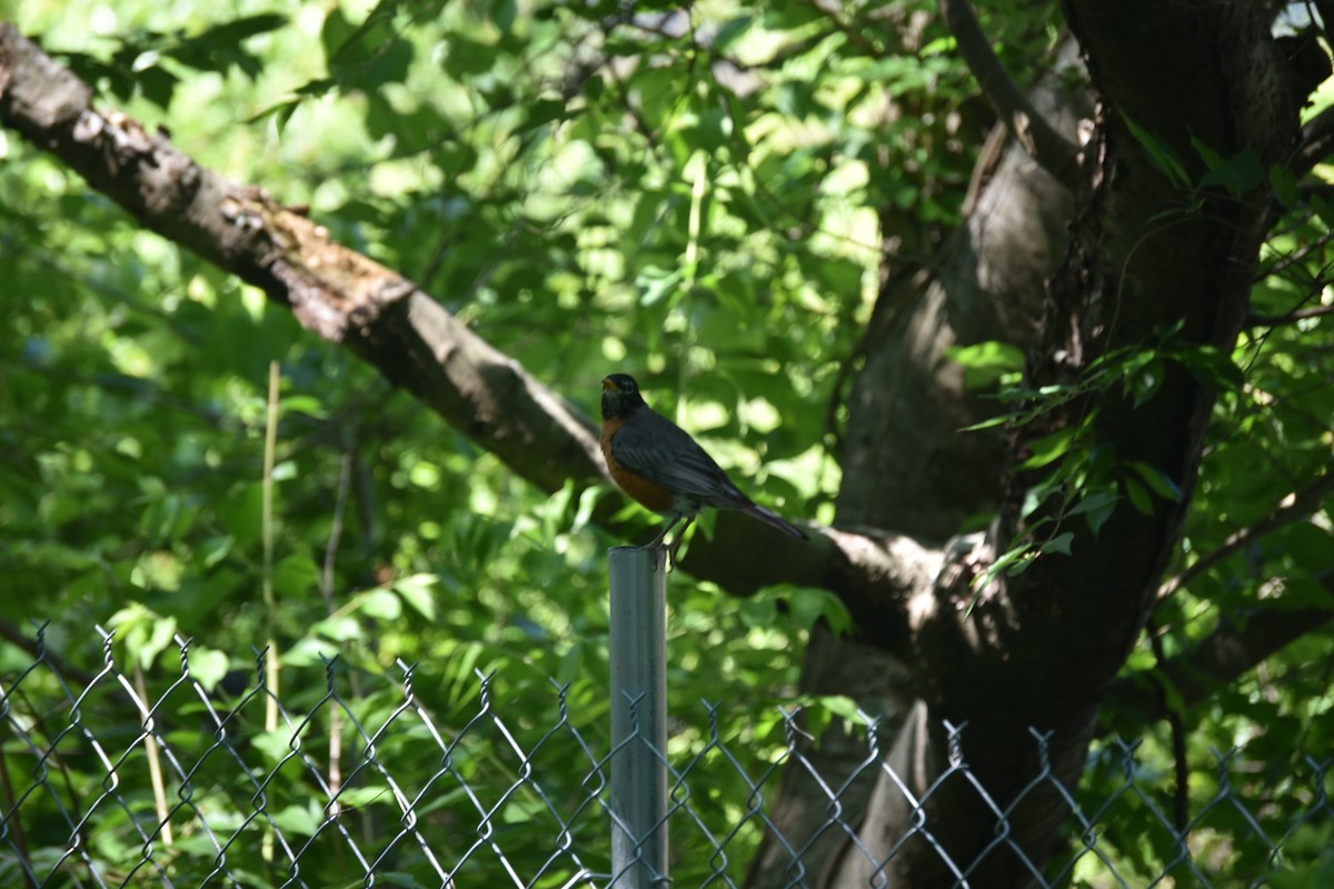 American Robin - ML232918401