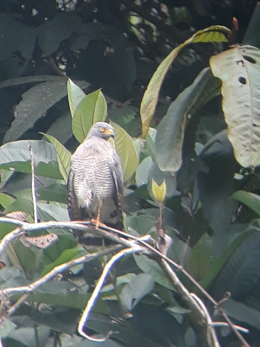 Roadside Hawk - ML232918591