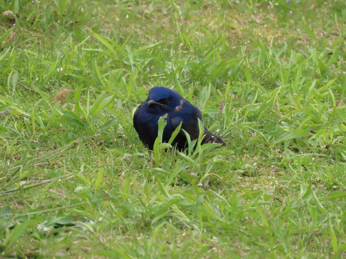 Purple Martin - ML232919031