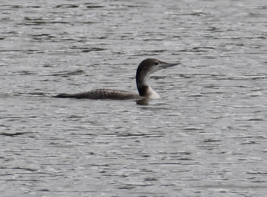 Common Loon - ML232919561