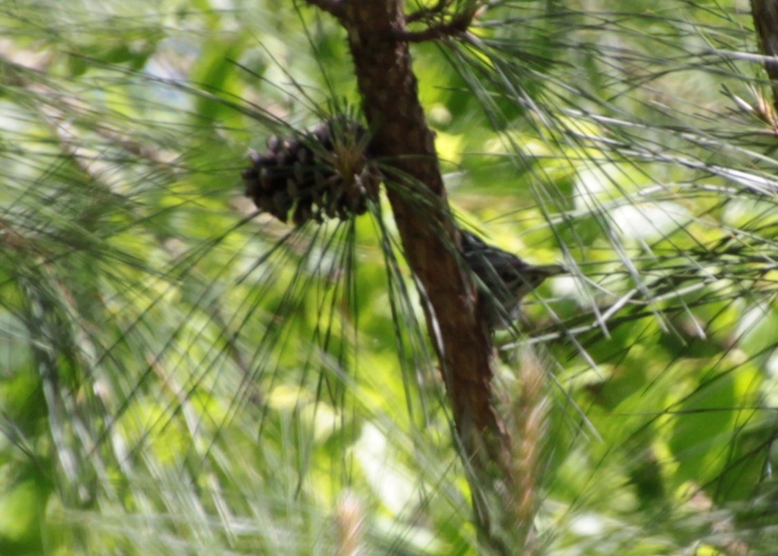 Black-and-white Warbler - ML232920261
