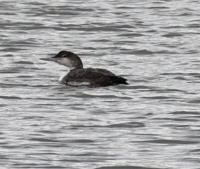 Common Loon - ML232920281