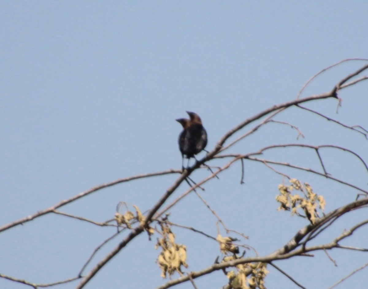 Brown-headed Cowbird - ML232920641