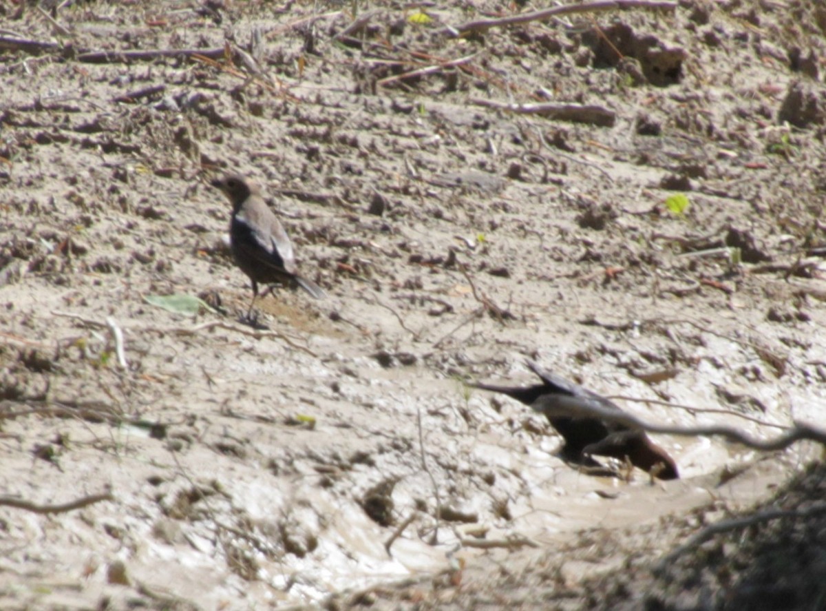 Brown-headed Cowbird - ML232920651