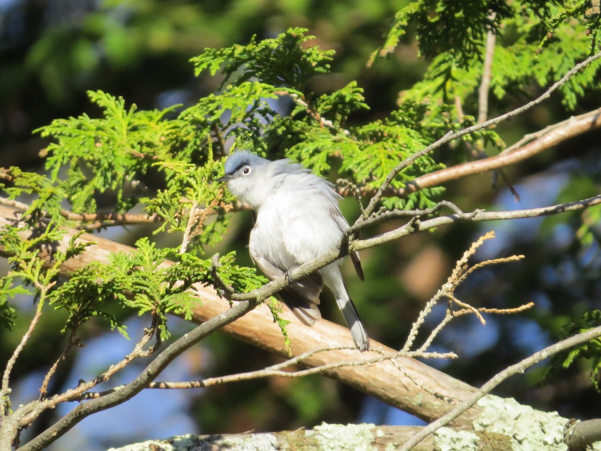 Blue-gray Gnatcatcher - kandy rathinasamy