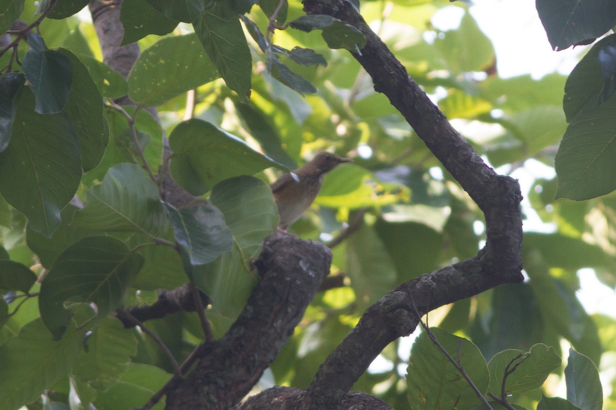 Tickell's Thrush - ML232920771