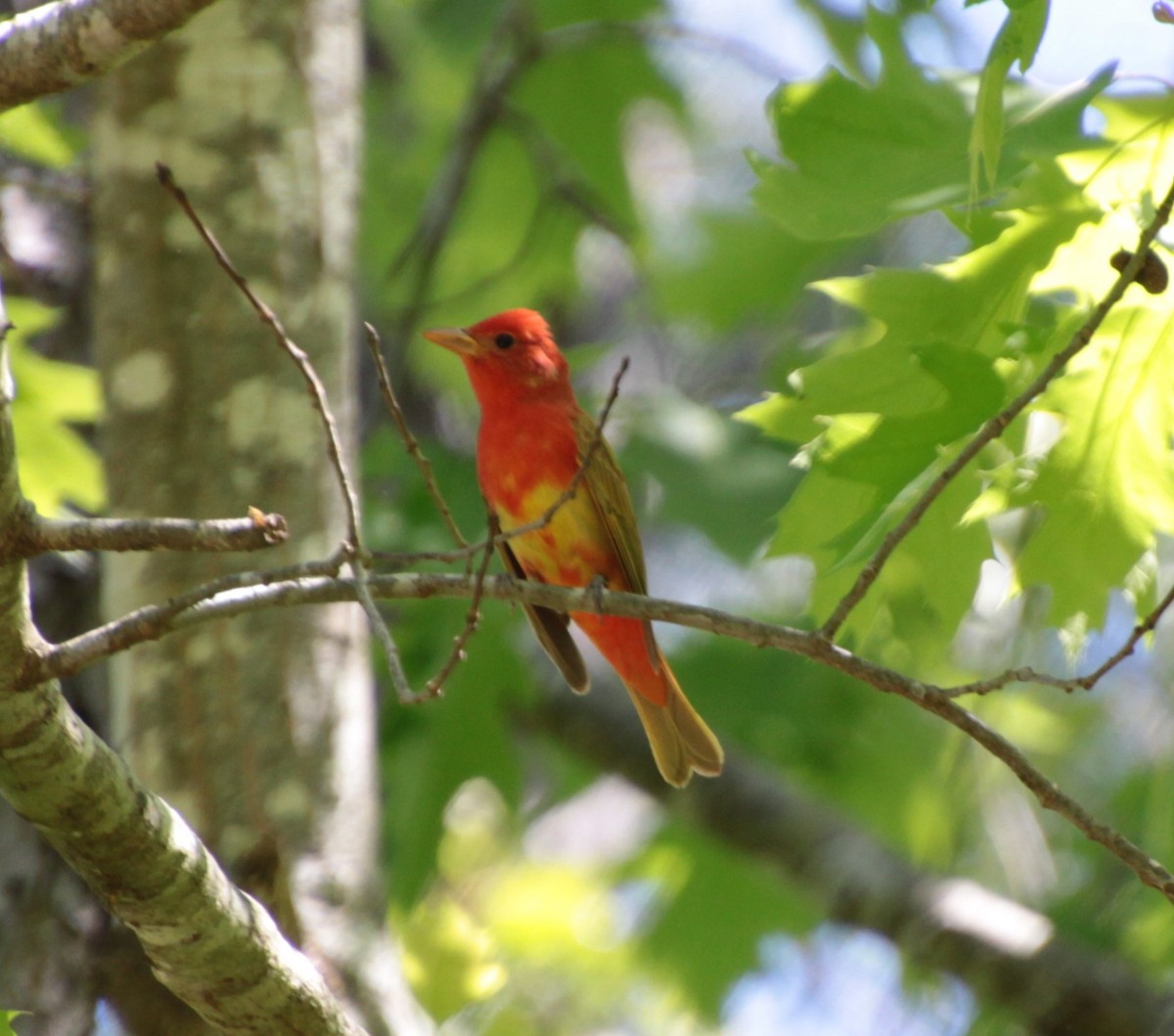 Summer Tanager - ML232920851