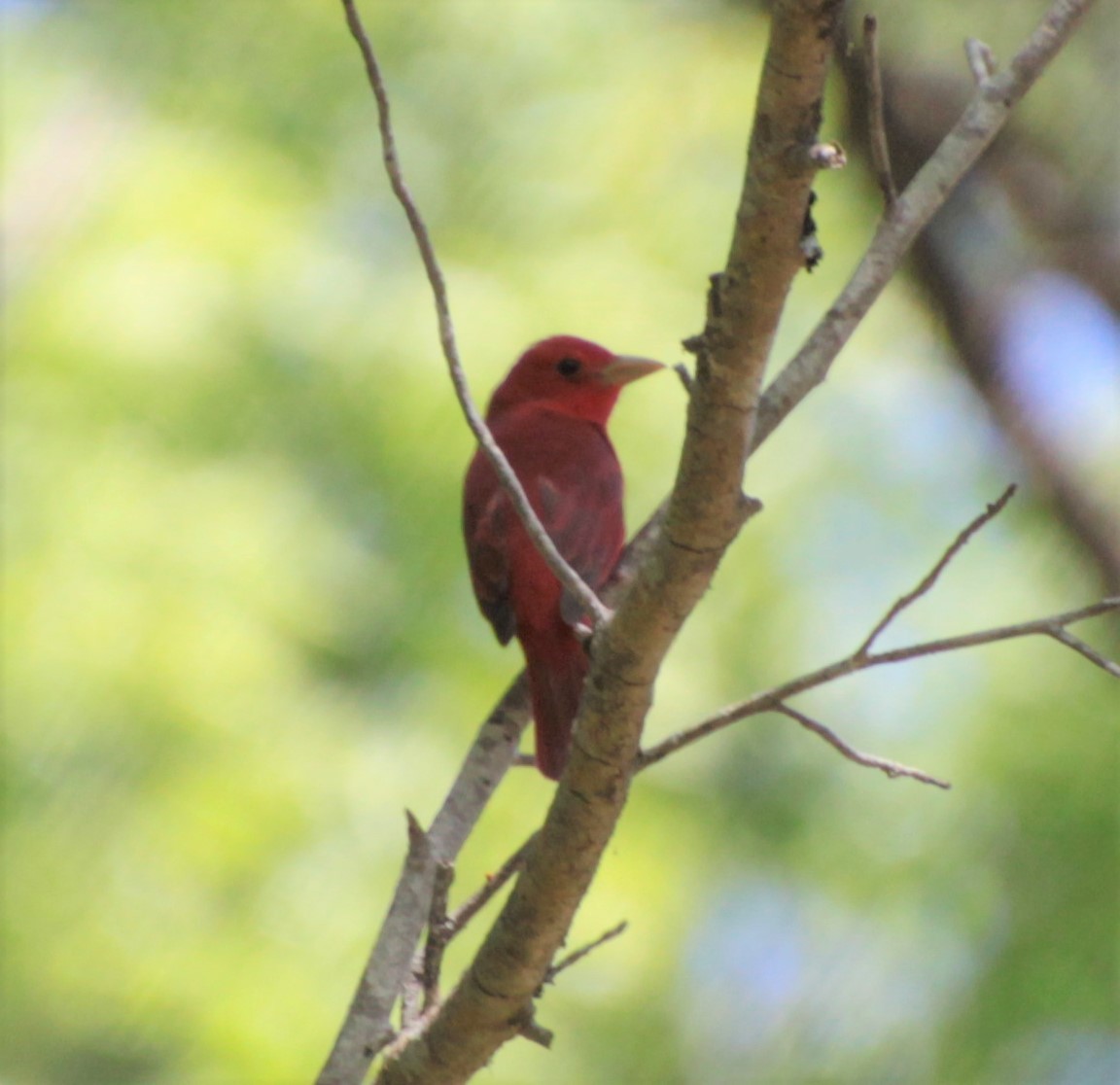 Summer Tanager - ML232920921