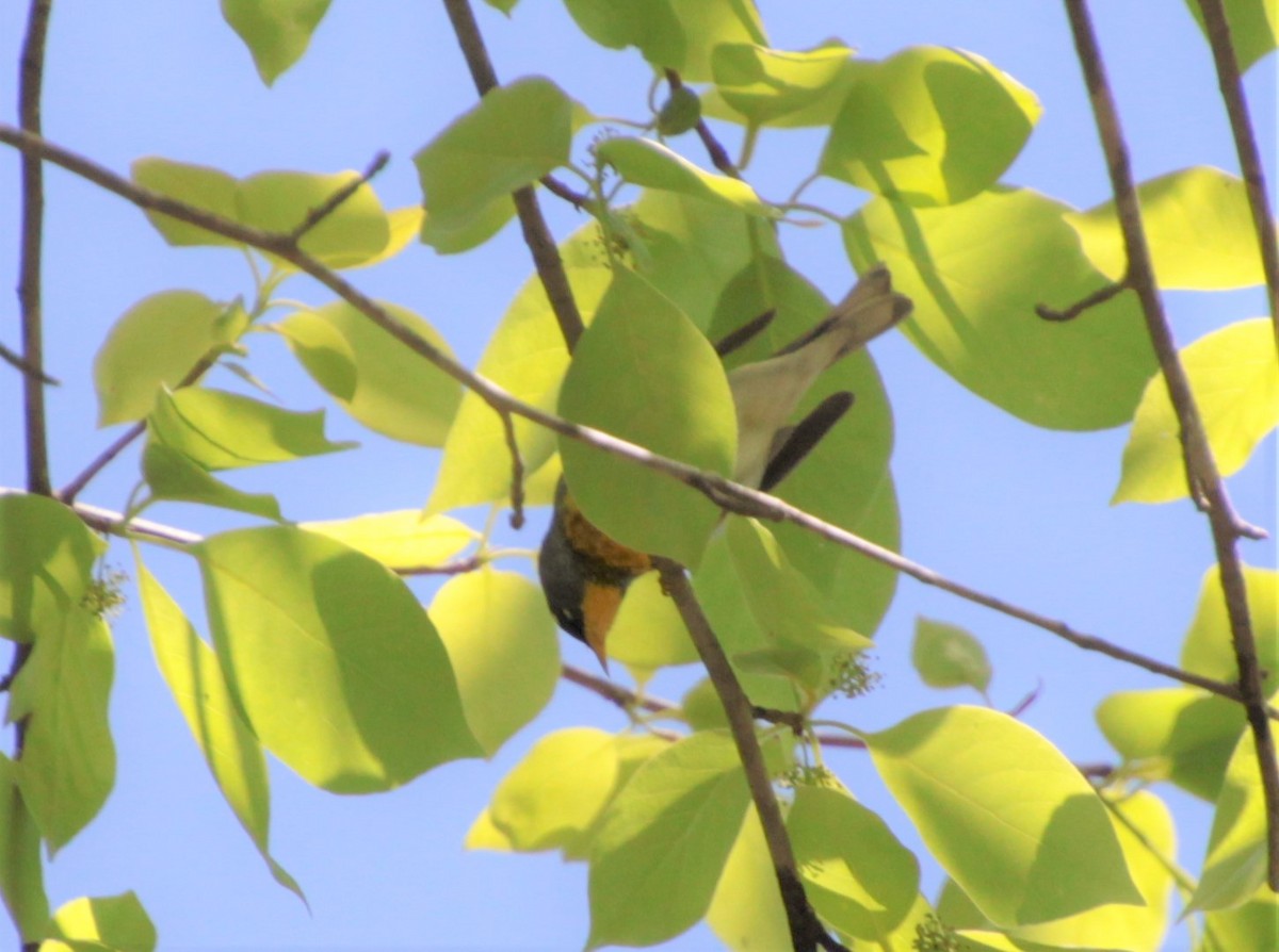 Northern Parula - ML232921041