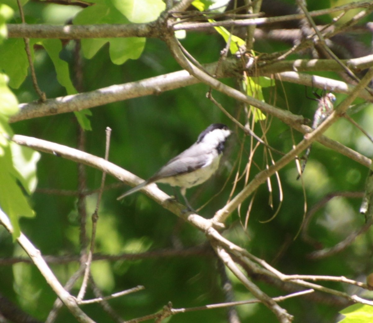 Carolina Chickadee - ML232921161