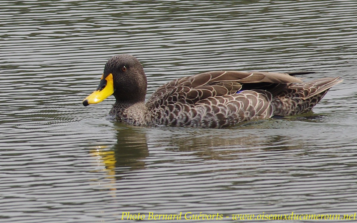 Yellow-billed Duck - Bernard Guevorts