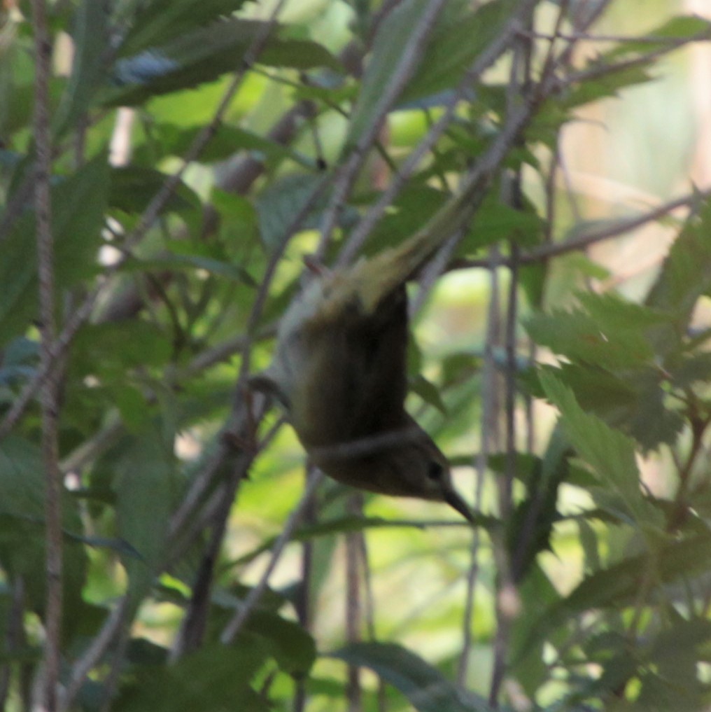 Common Yellowthroat - ML232921421