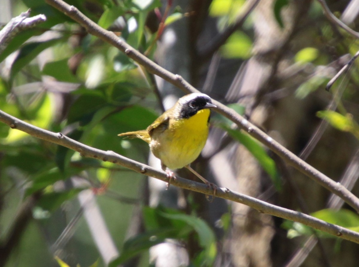 Common Yellowthroat - ML232921521