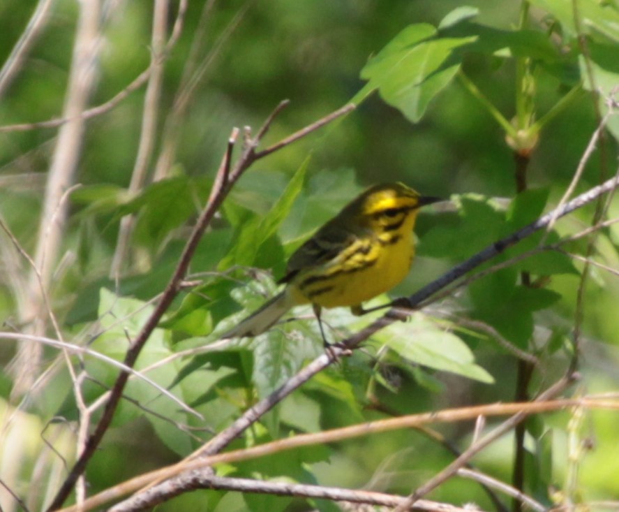 Prairie Warbler - ML232921601