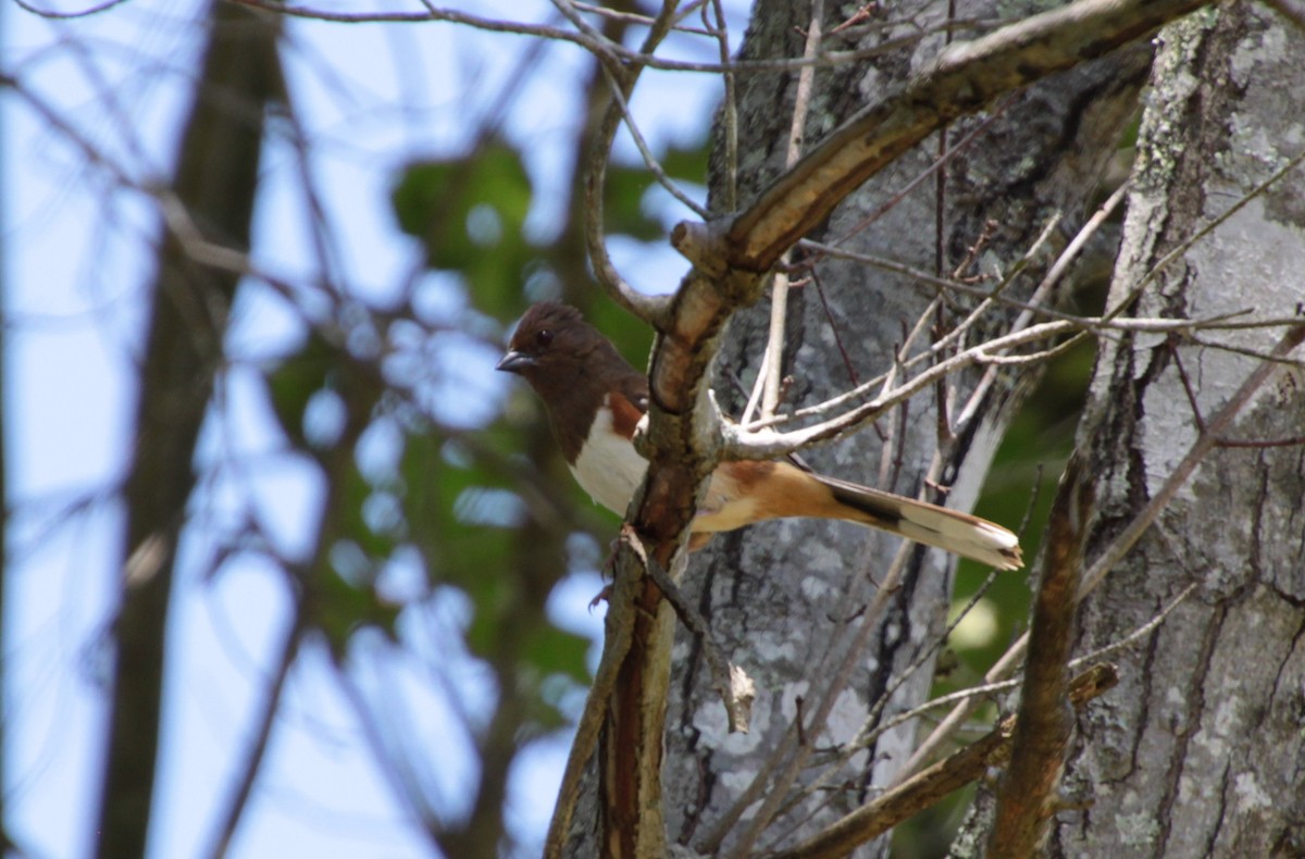 Eastern Towhee - ML232922121