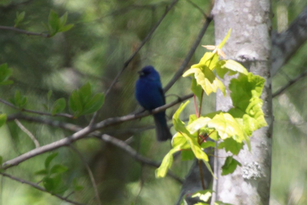 Indigo Bunting - ML232922331