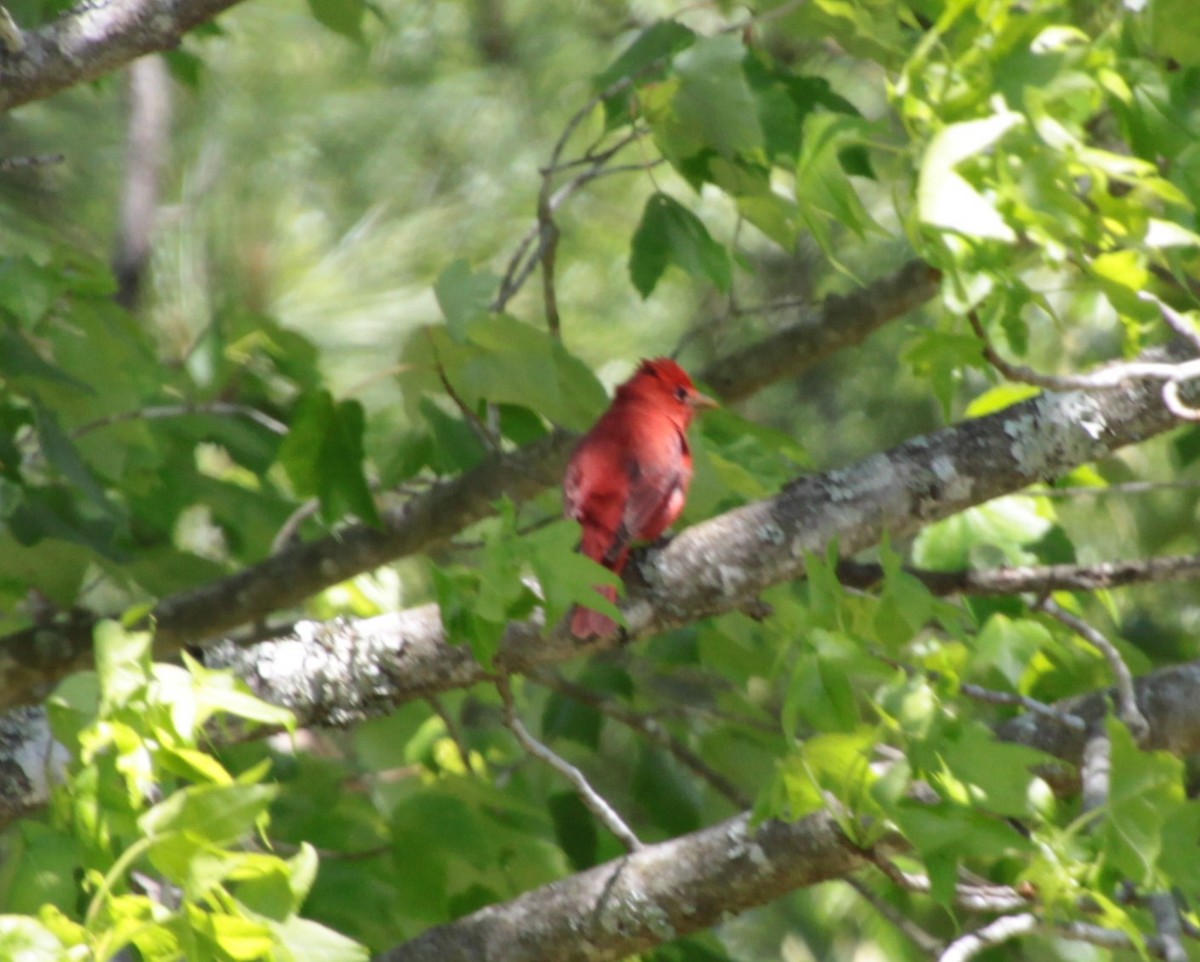 Summer Tanager - ML232922451