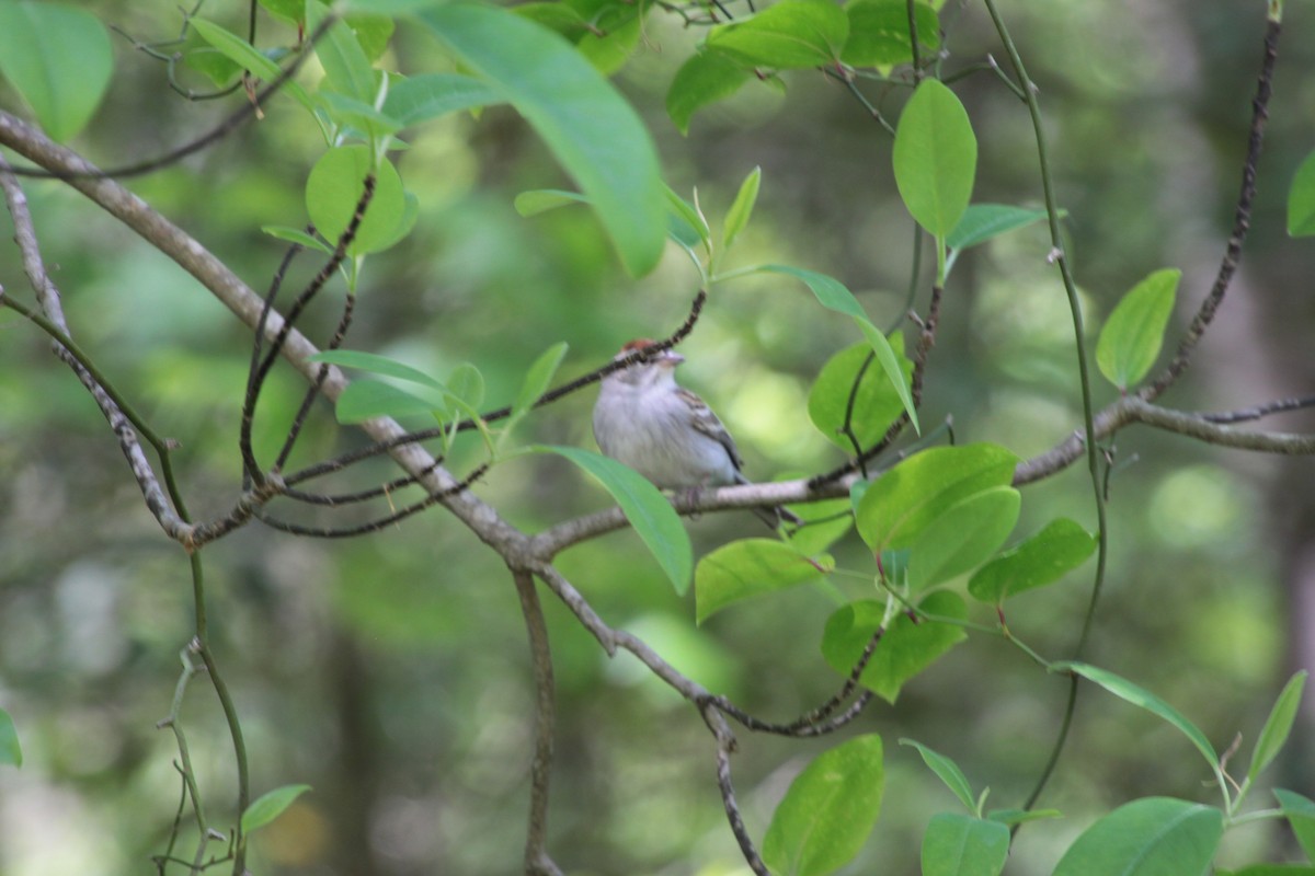 Chipping Sparrow - ML232922651