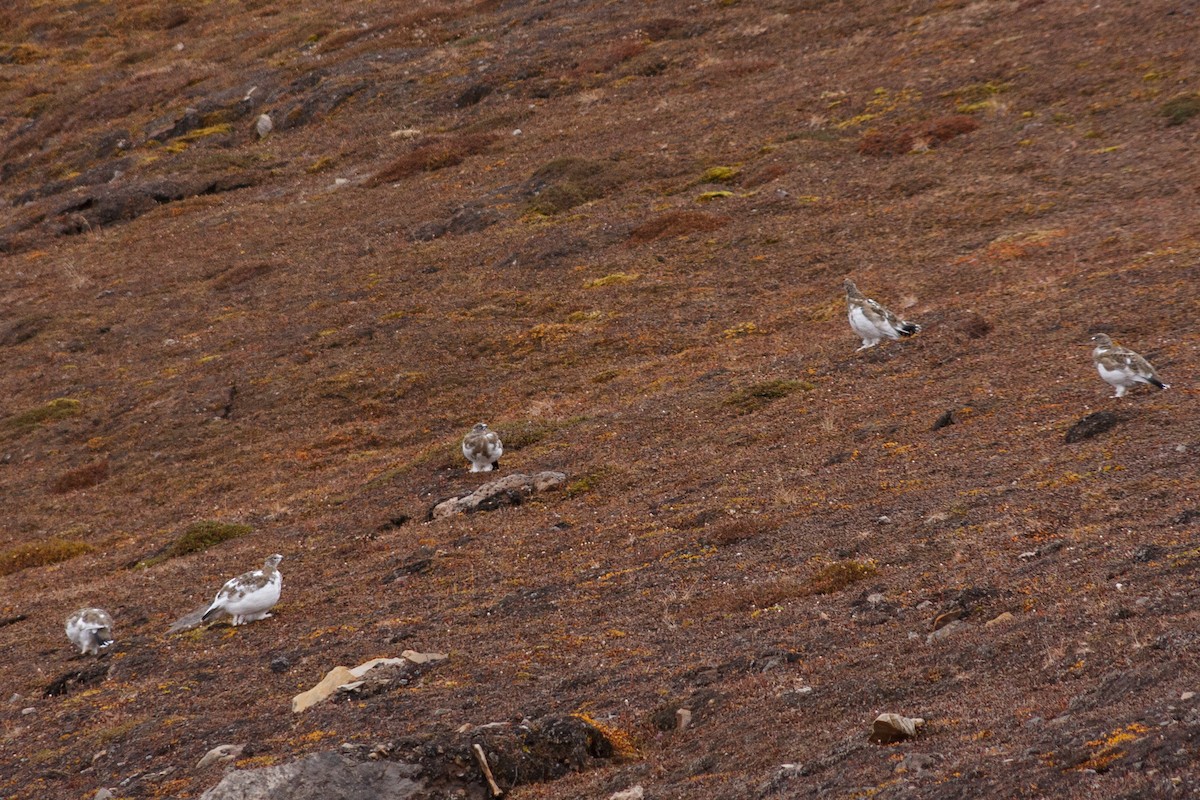 Rock Ptarmigan - Anonymous
