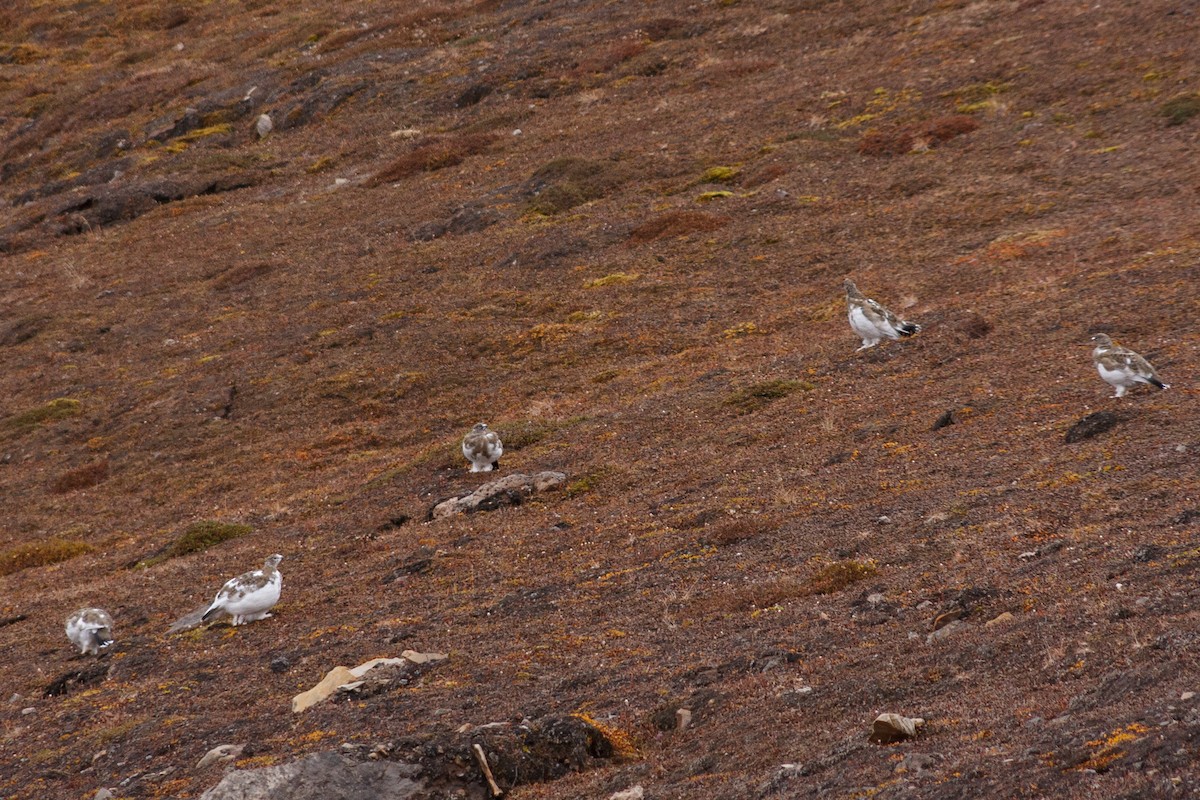 Rock Ptarmigan - ML23292311