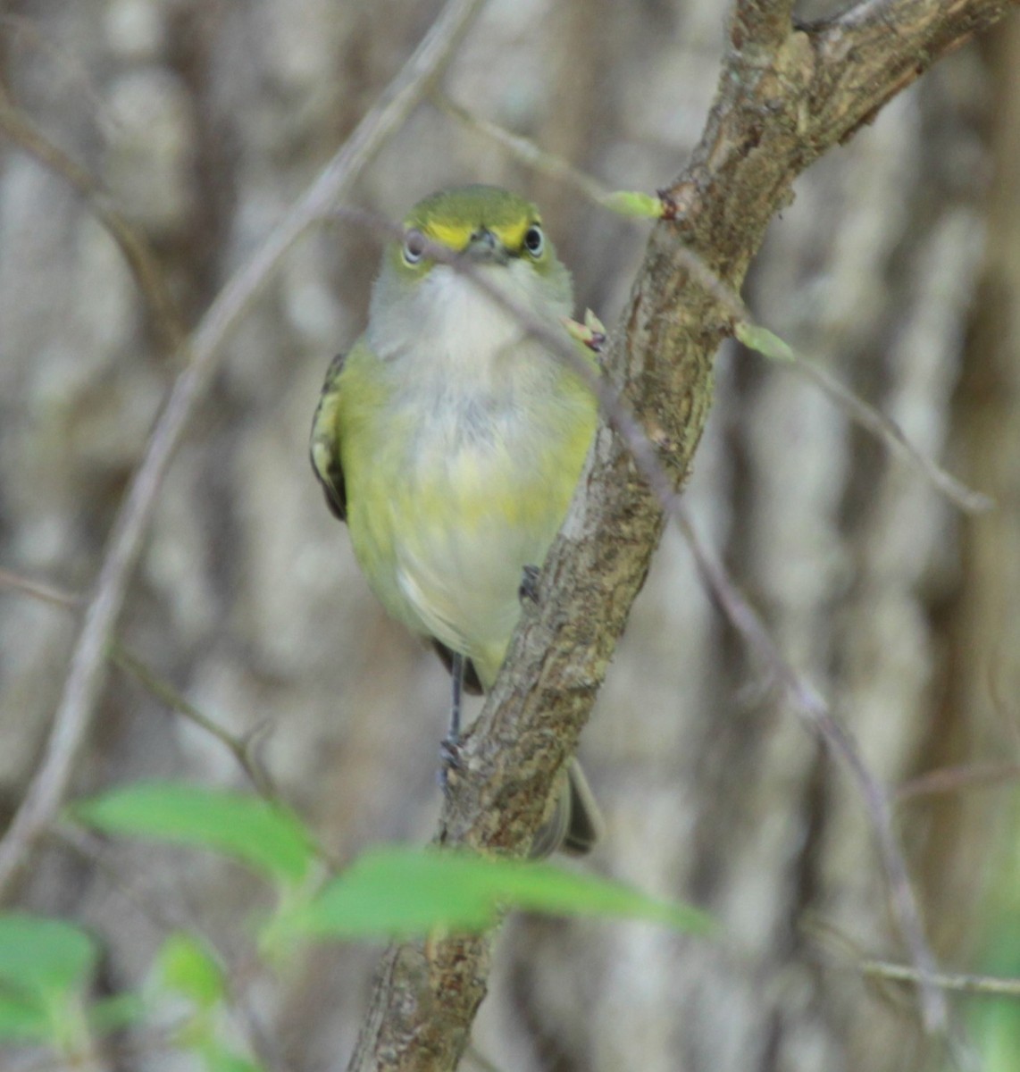 White-eyed Vireo - ML232923201