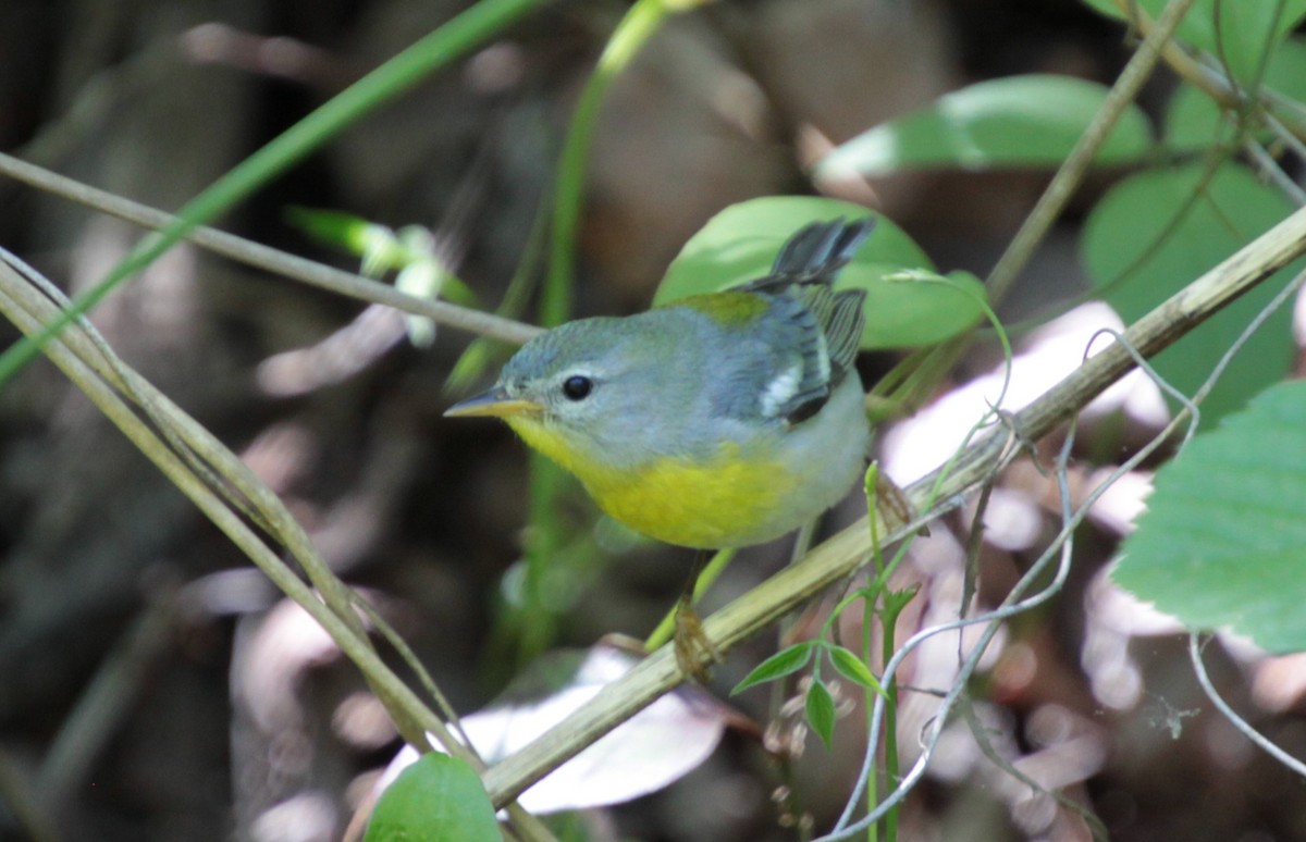 Northern Parula - ML232923541