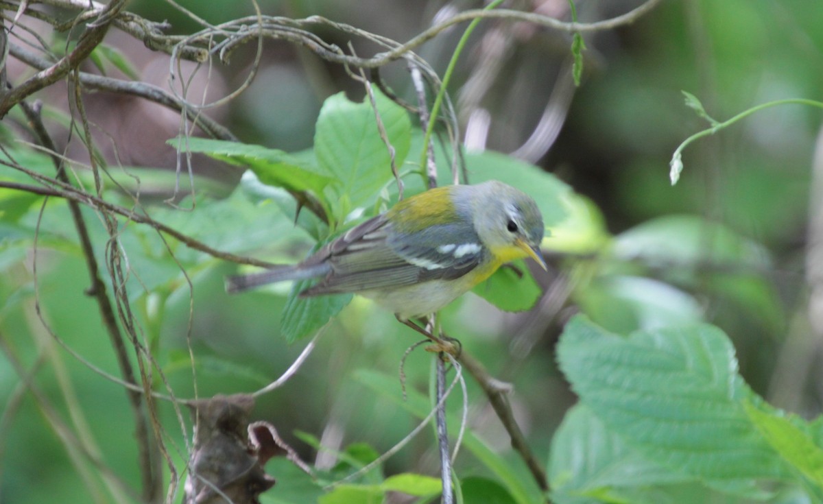 Northern Parula - ML232923581