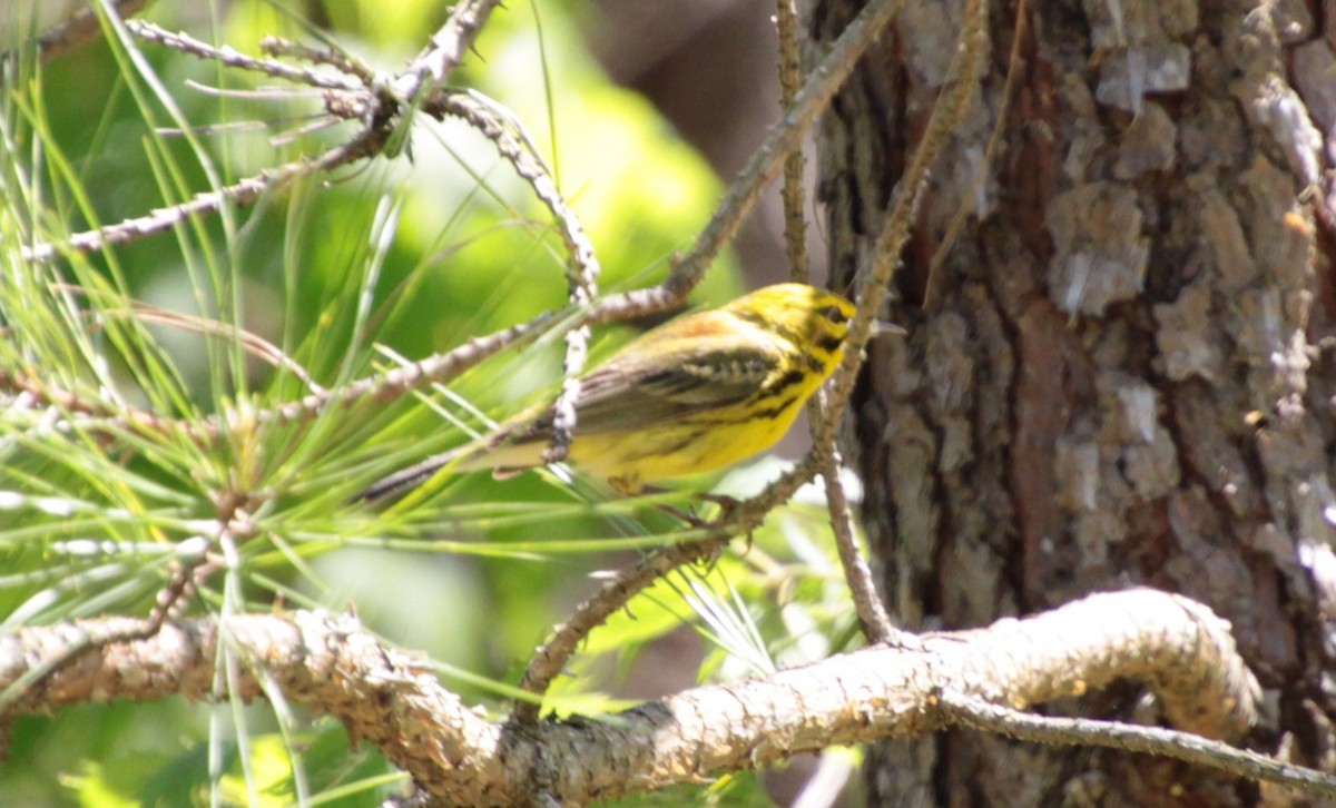 Prairie Warbler - ML232923751