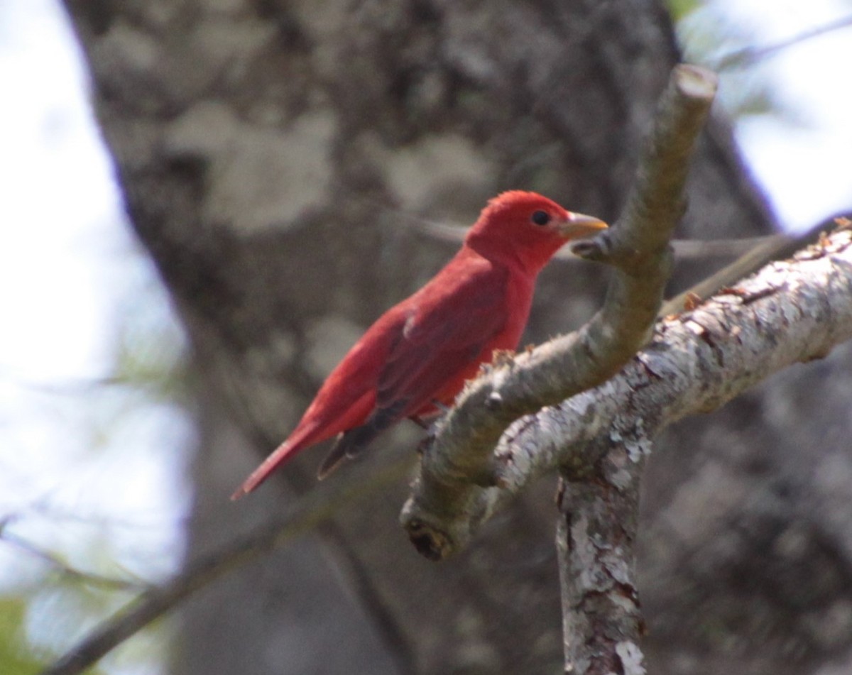 Summer Tanager - ML232923911