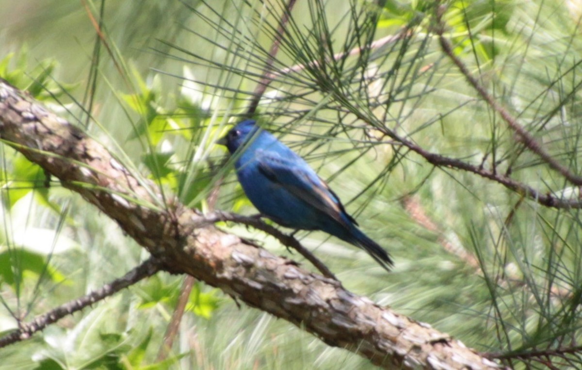 Indigo Bunting - ML232923981