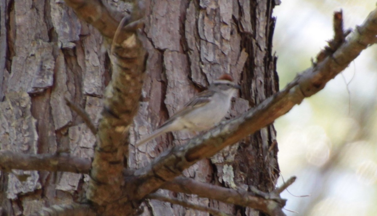 Chipping Sparrow - ML232924111