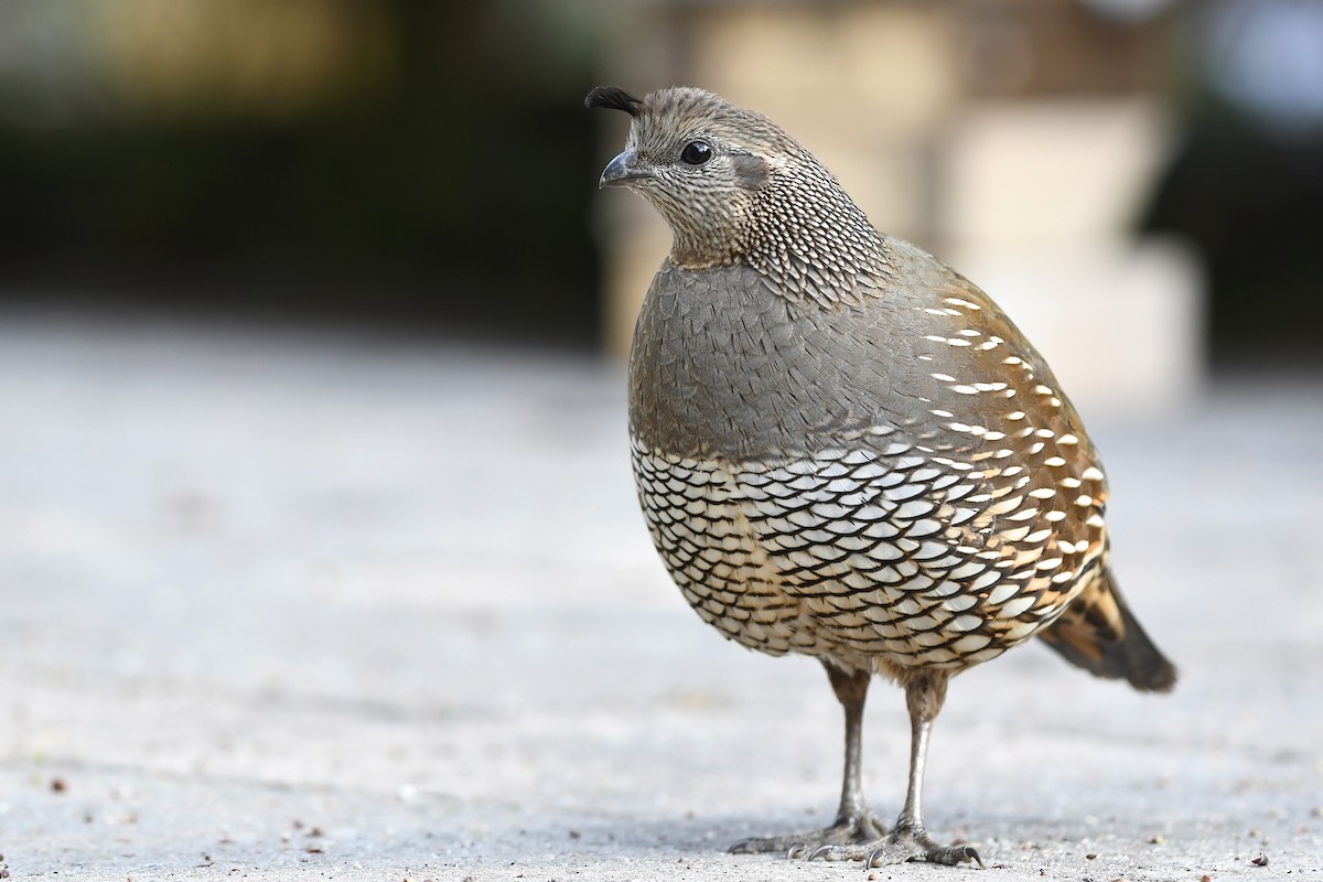 California Quail - David M. Bell