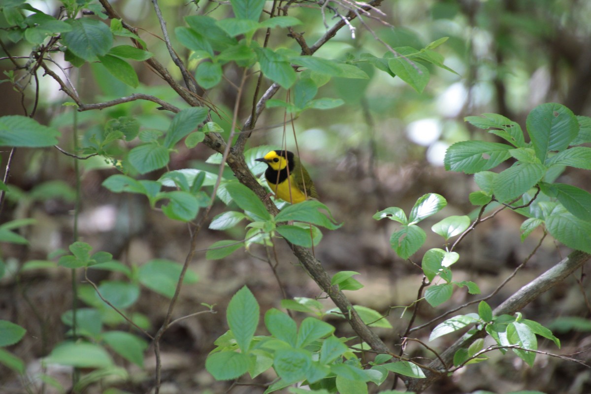 Hooded Warbler - ML232924521