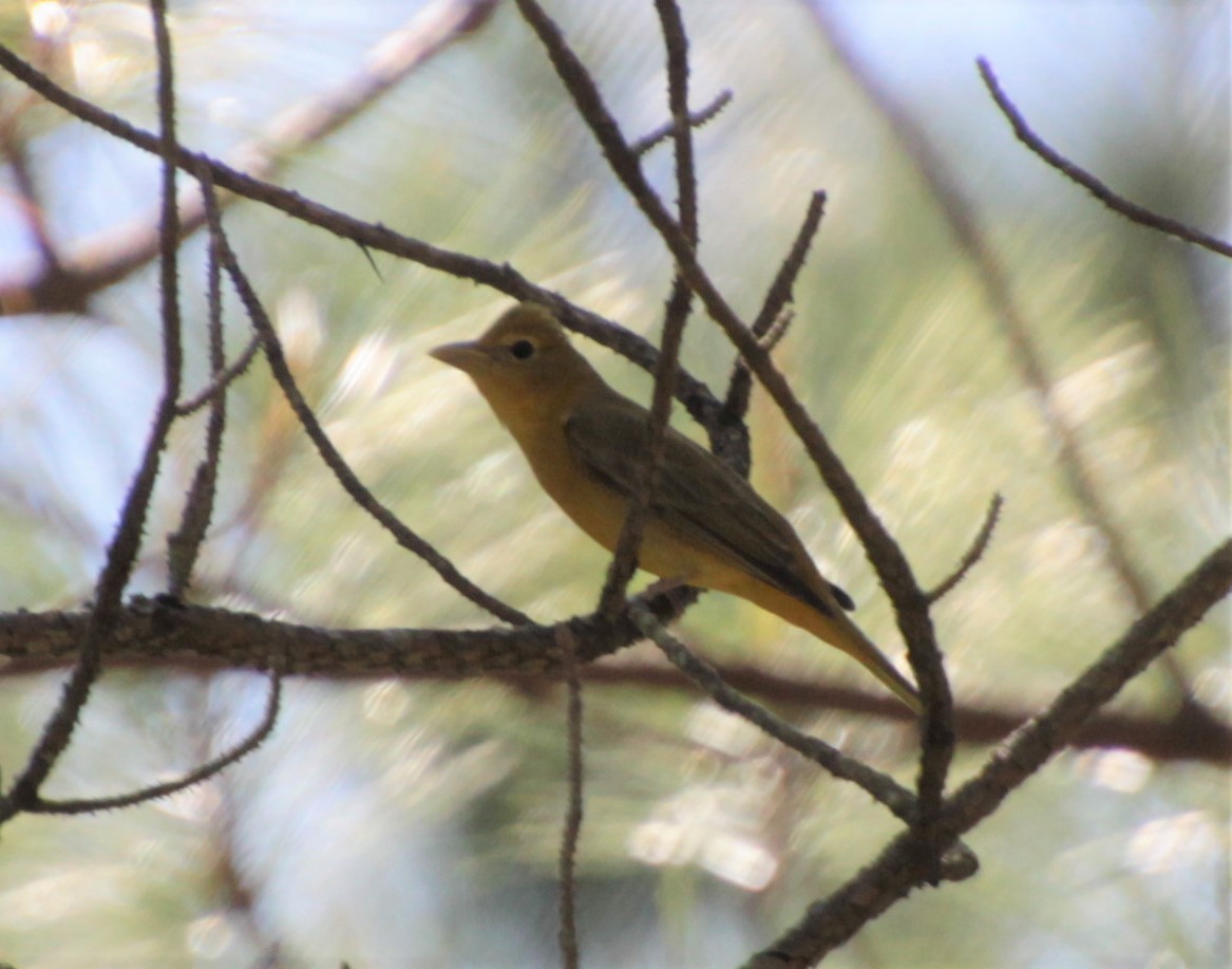 Summer Tanager - ML232924671