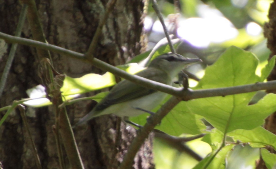 Red-eyed Vireo - ML232924991