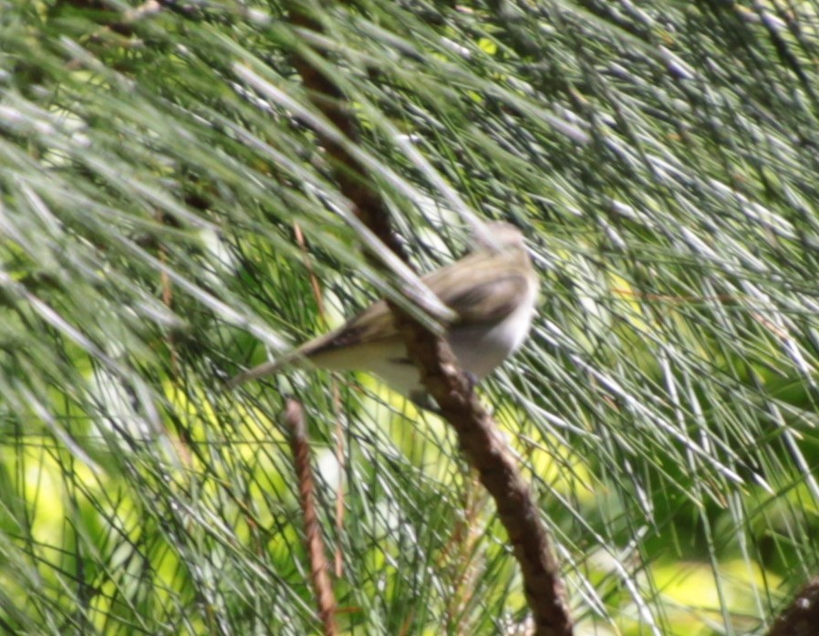Red-eyed Vireo - ML232925001
