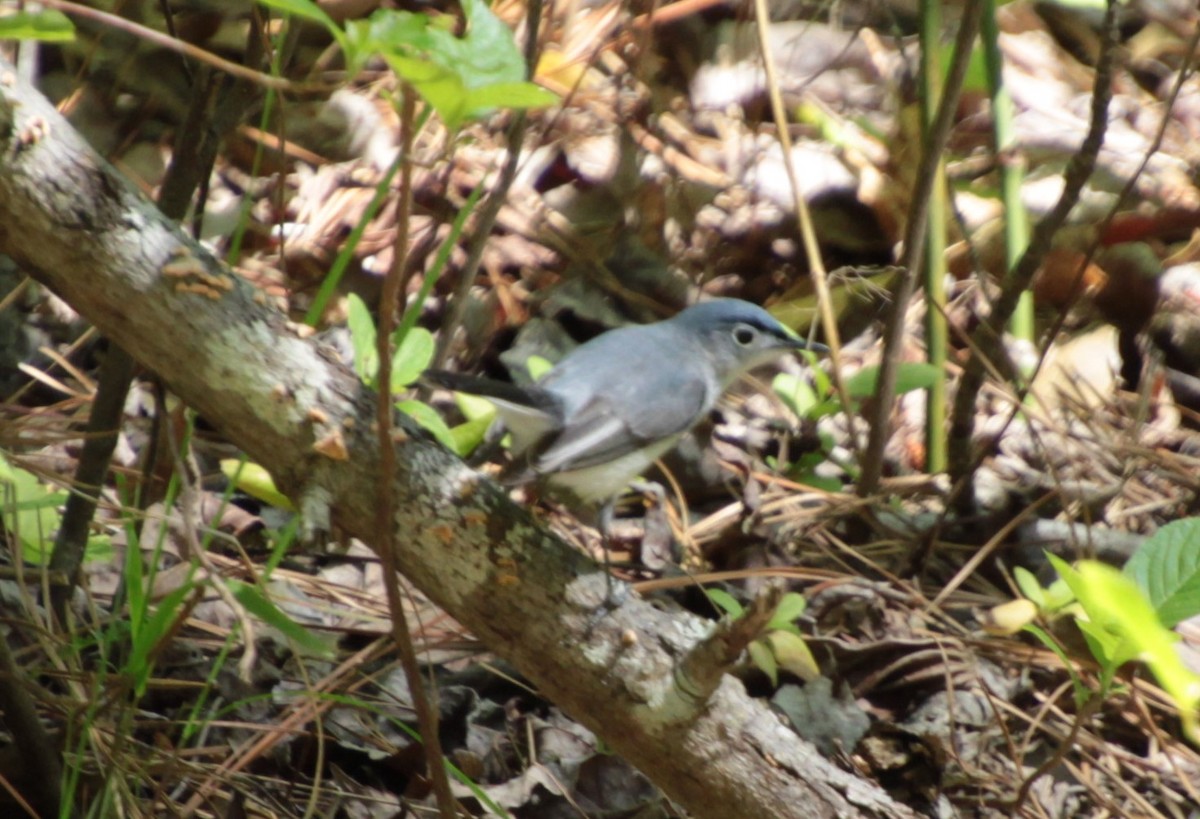 Blue-gray Gnatcatcher - ML232925211
