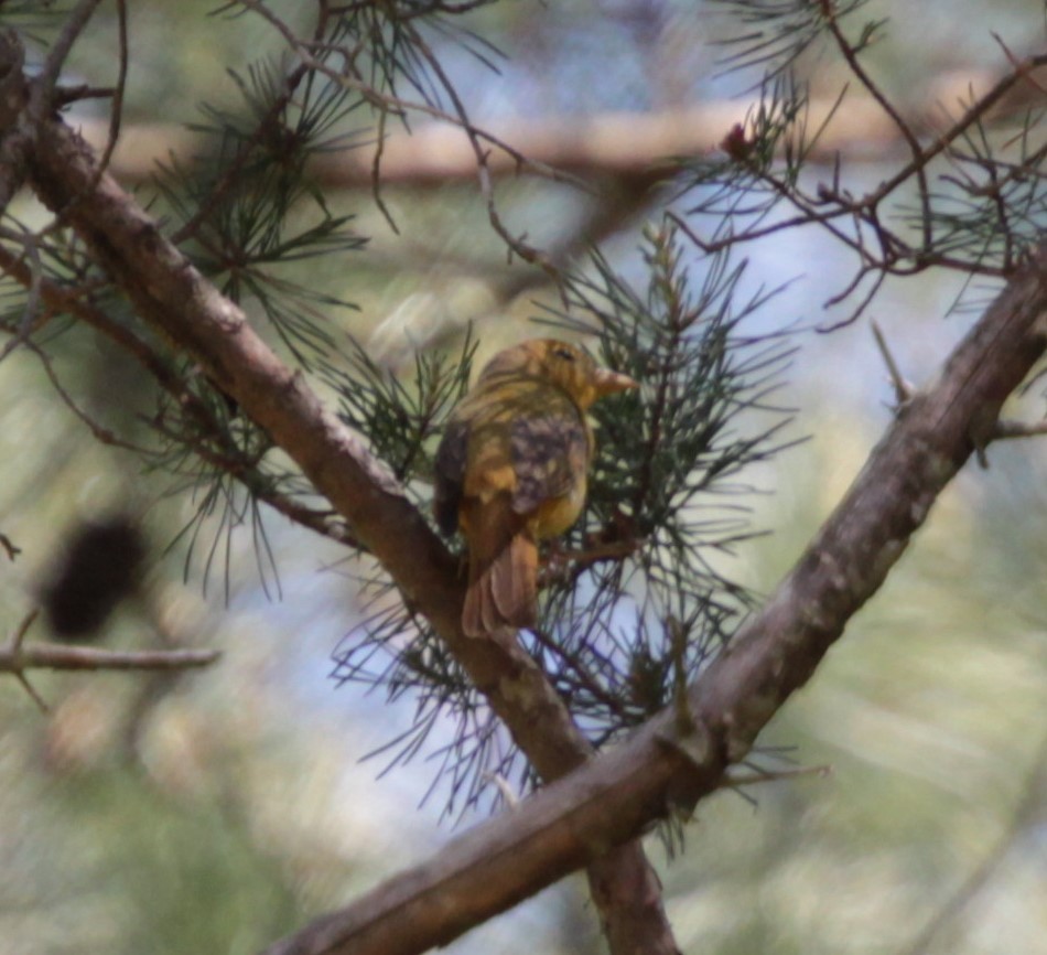 Summer Tanager - ML232925371