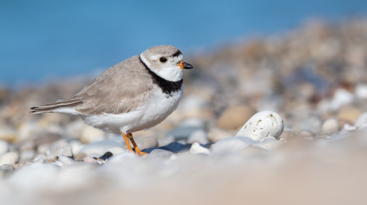 Piping Plover - Forest Botial-Jarvis