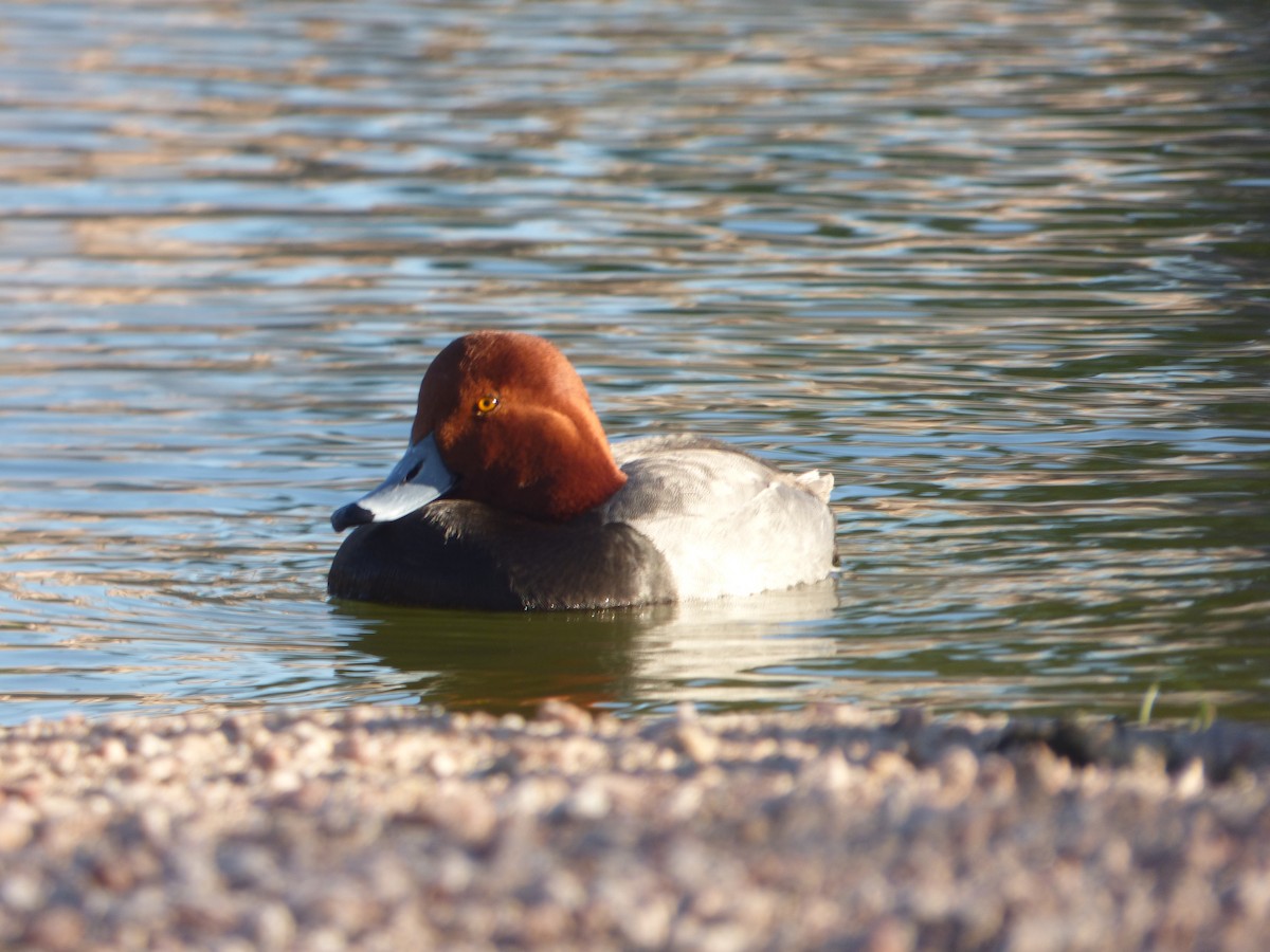 Redhead - ML232926441