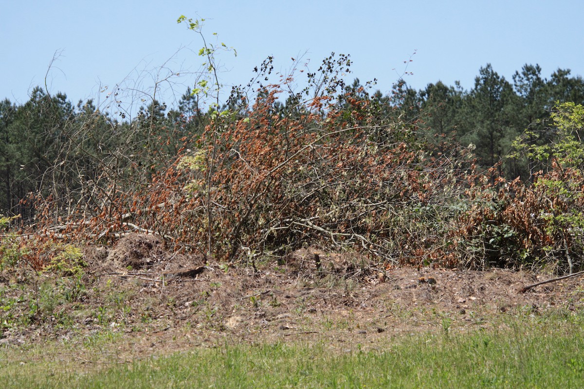 Gray Catbird - ML232927471