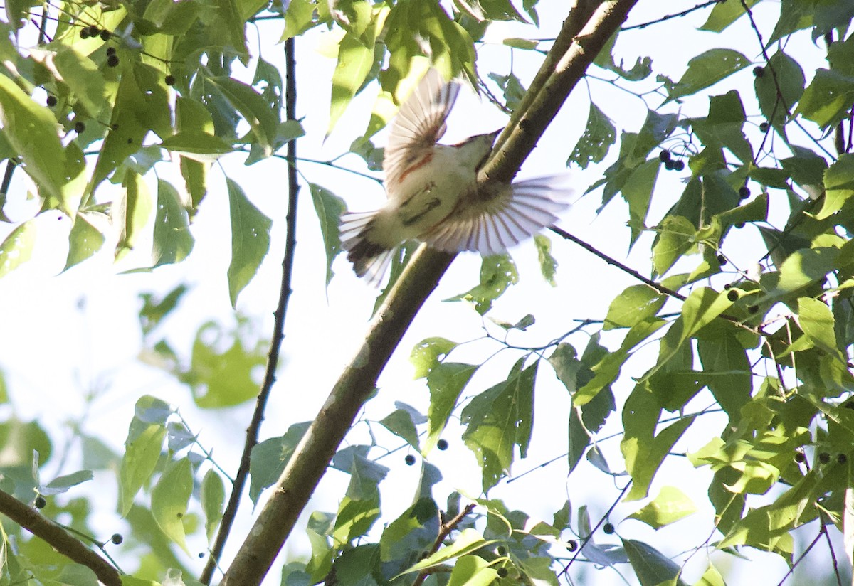 Chestnut-sided Warbler - ML232927591