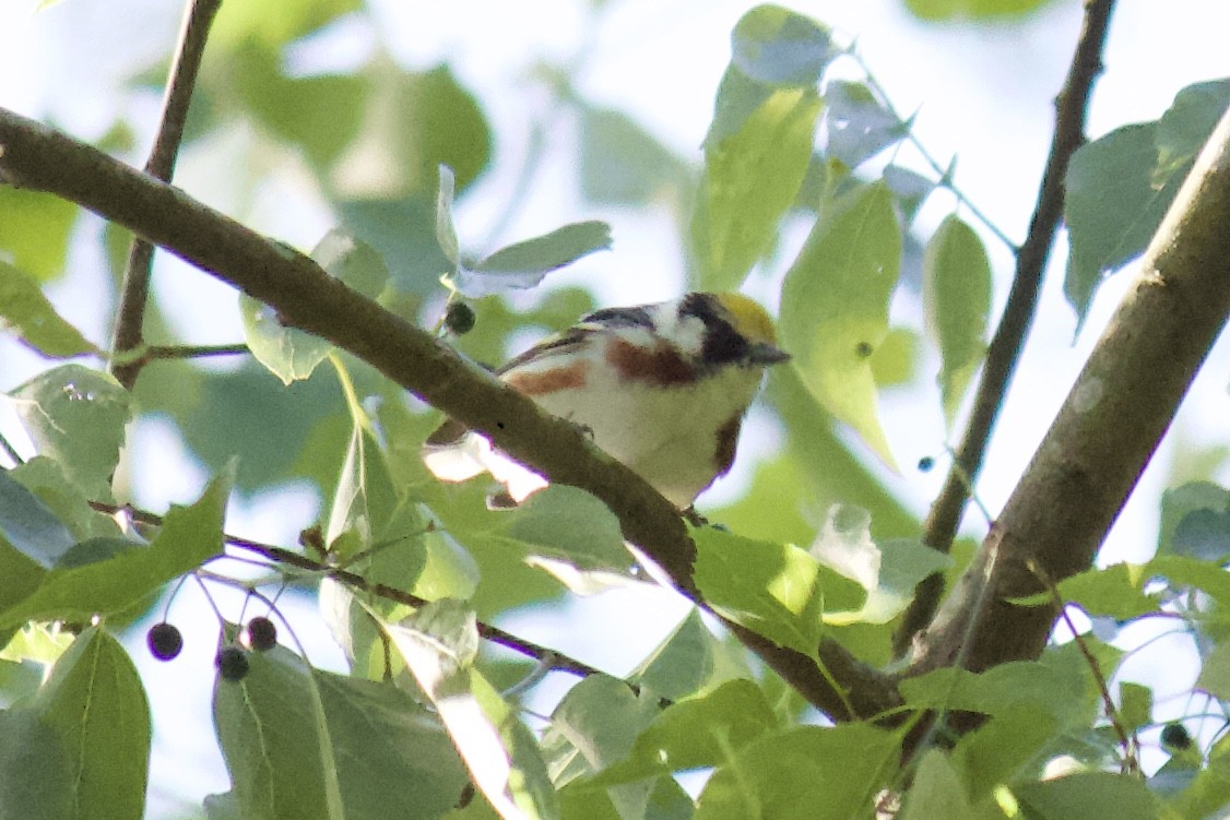 Chestnut-sided Warbler - ML232927611