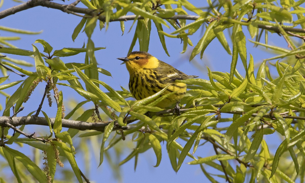 Cape May Warbler - ML232928701