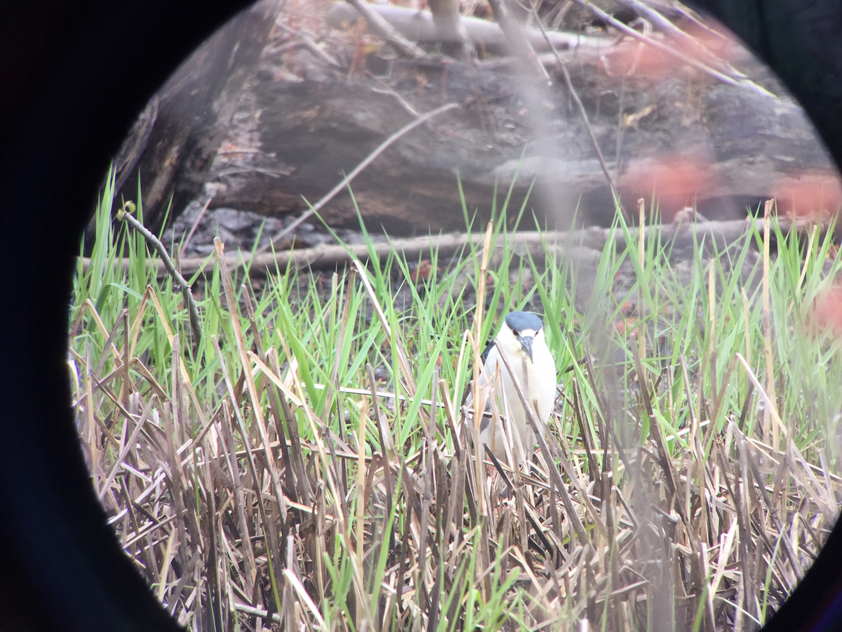 Black-crowned Night Heron - ML232928711