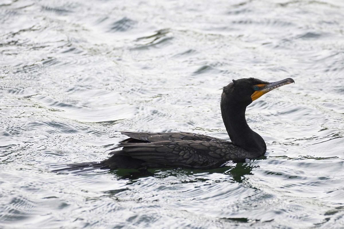 Double-crested Cormorant - ML232928791