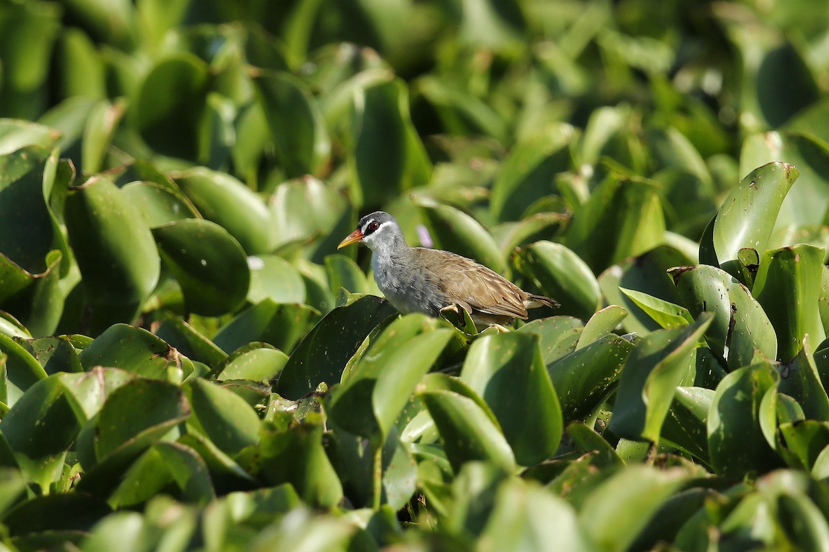 White-browed Crake - 重融 黃