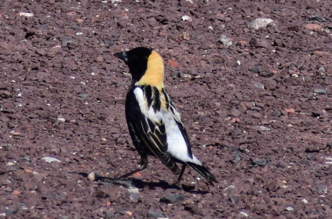 Bobolink - ML232932671